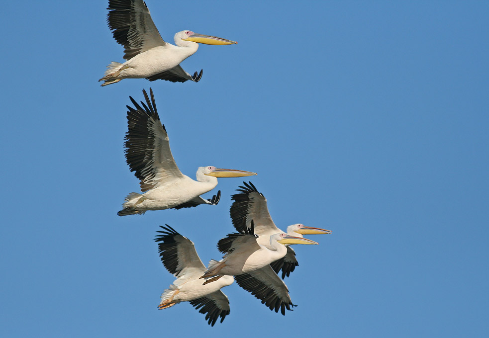 Beobachtung der Herbstmigration der Vögel an der Schwarzenmeerküste 